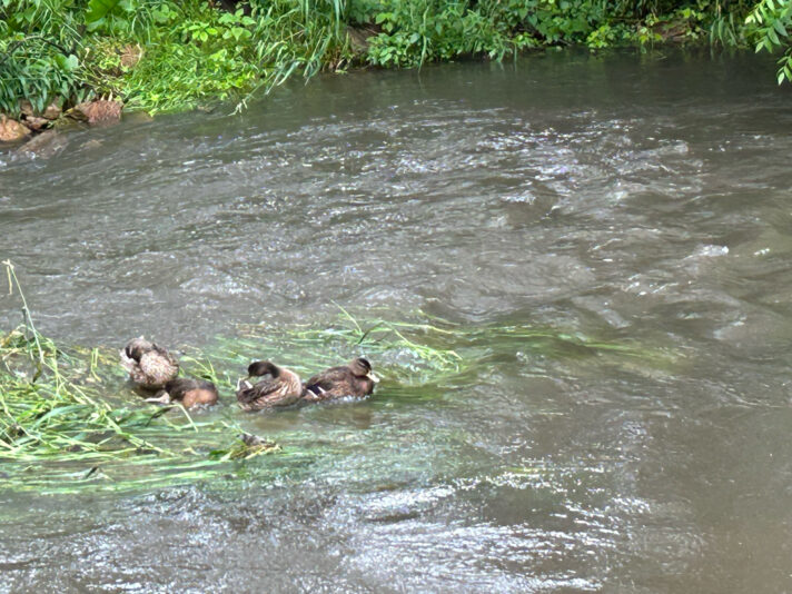 63056AC0-A92F-4B6C-ABA0-2BAC9E27954E